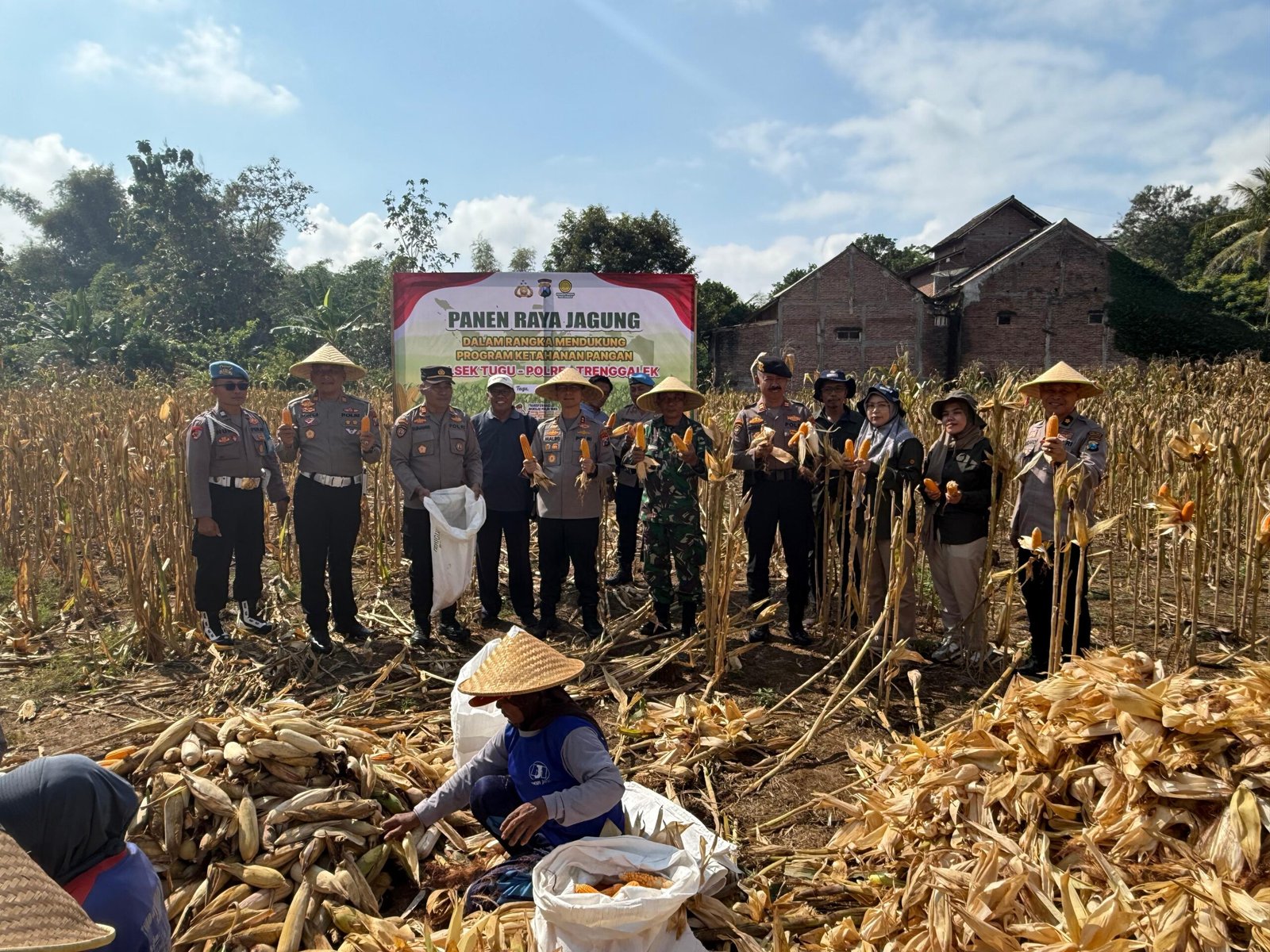 Menuju Swasembada Pangan, Kapolres Trenggalek Bersama Warga Panen Raya Jagung