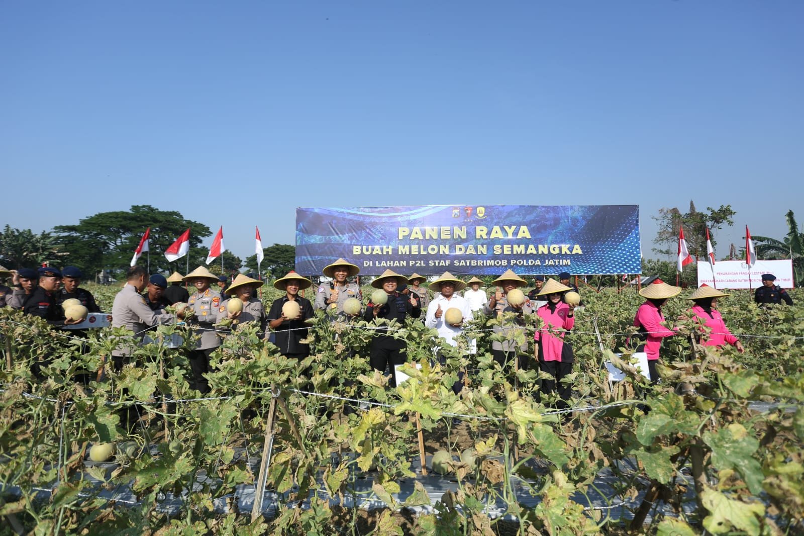 Brimob Polda Jatim Panen Melon dan Semangka, Dukung Program Ketahanan Pangan Nasional
